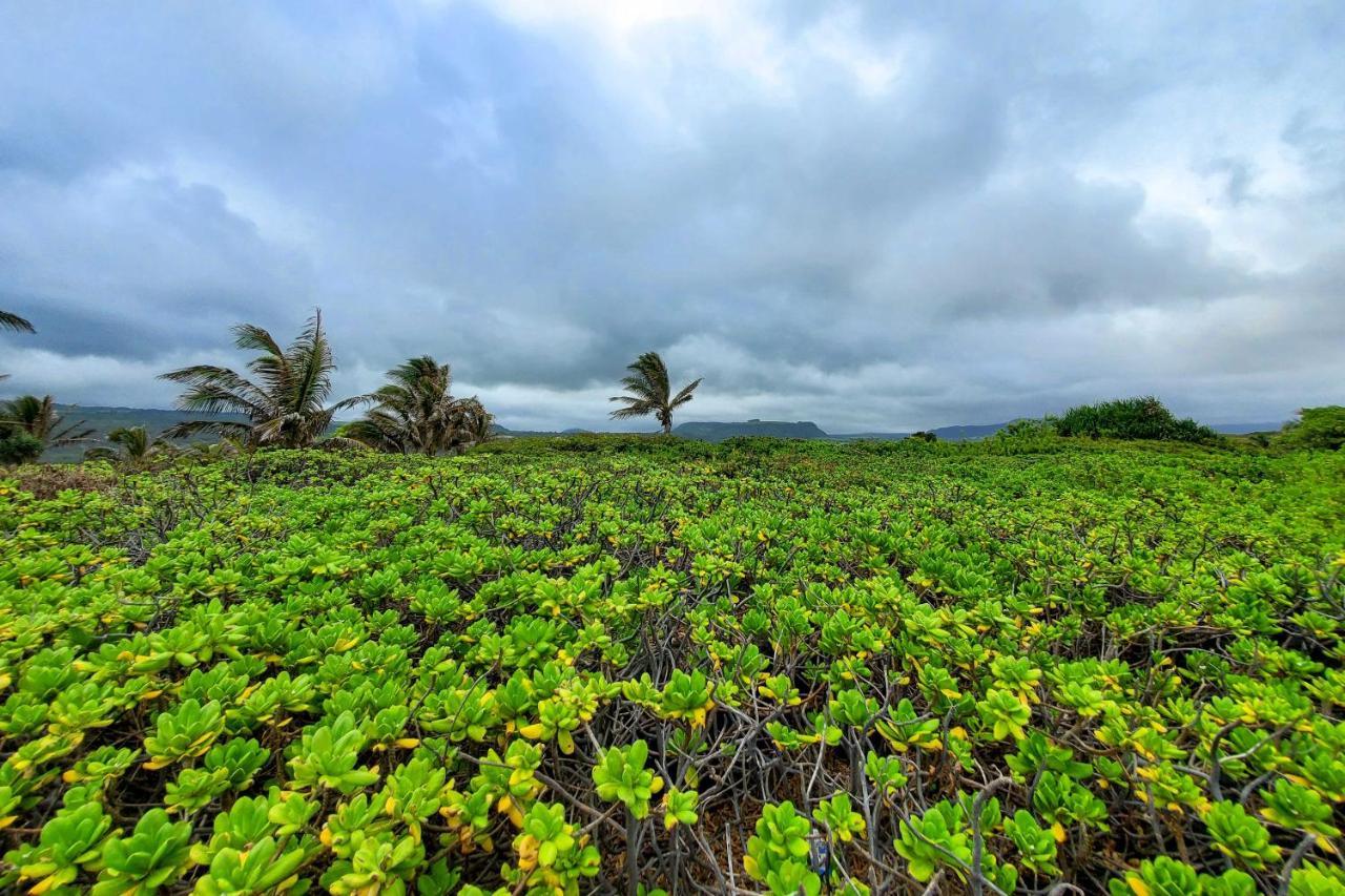 The Aloha Green House Retreat With Ocean Views! Naalehu Zewnętrze zdjęcie